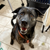 Copper, a Brown, Dark-brown, Black Shepherd mix Dog