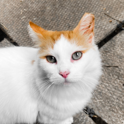 %name%, a %color% %breed% %type%